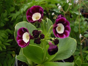 Primula auricula 'Argus'